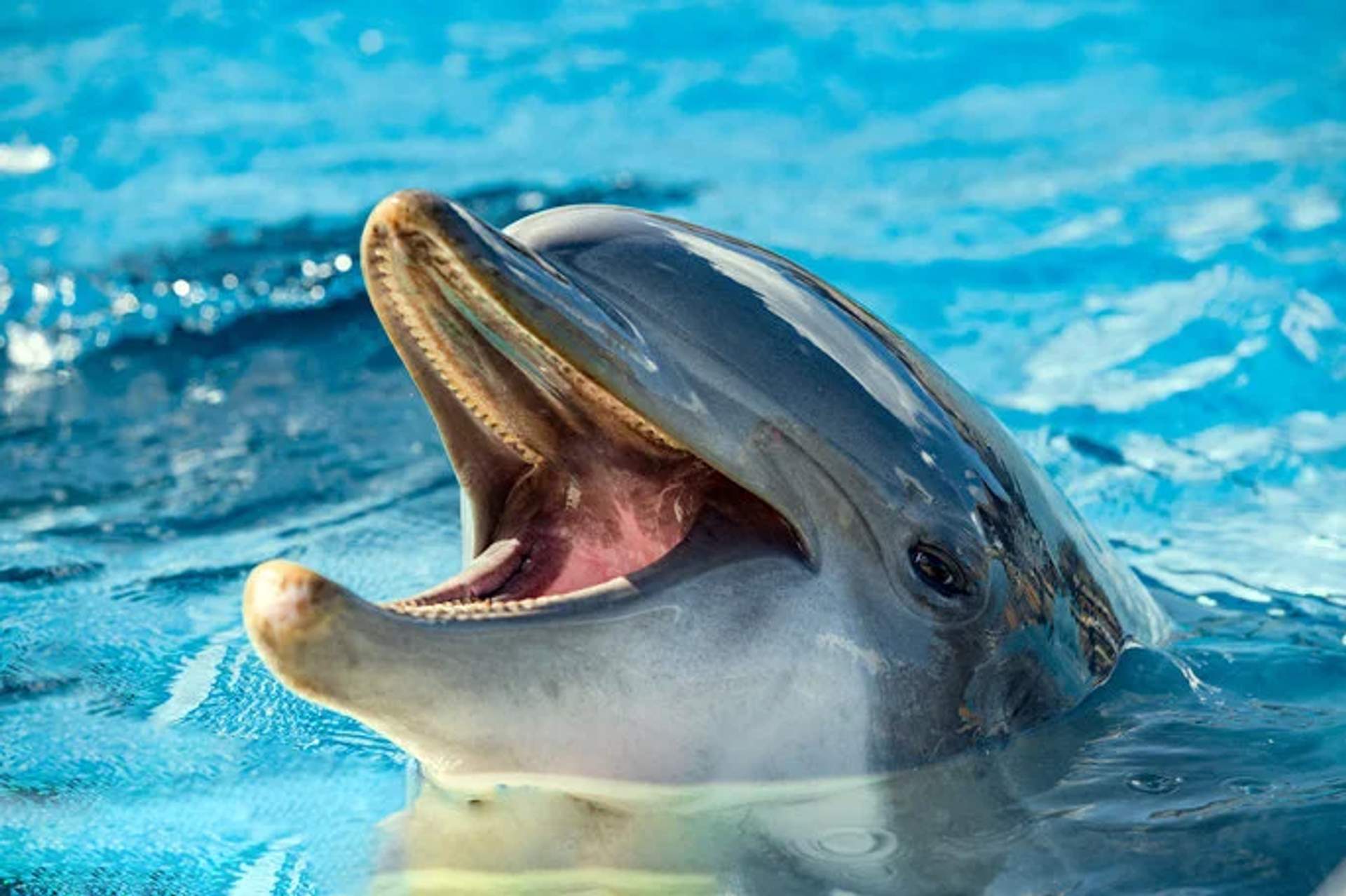 A bottlenose dolphin with its mouth open, appearing to smile, surfaces in a bright blue pool of water. The dolphin's playful expression and sleek body are highlighted by the sunlight reflecting off the water.