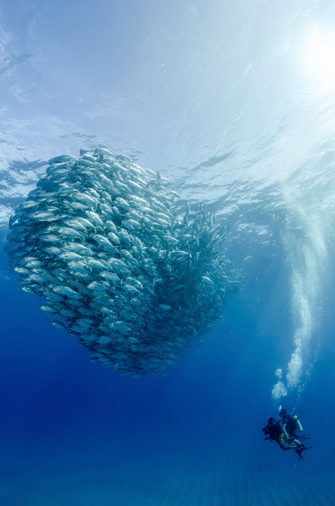 Divers observing a swirling school of fish in the deep blue waters of Cabo Pulmo.