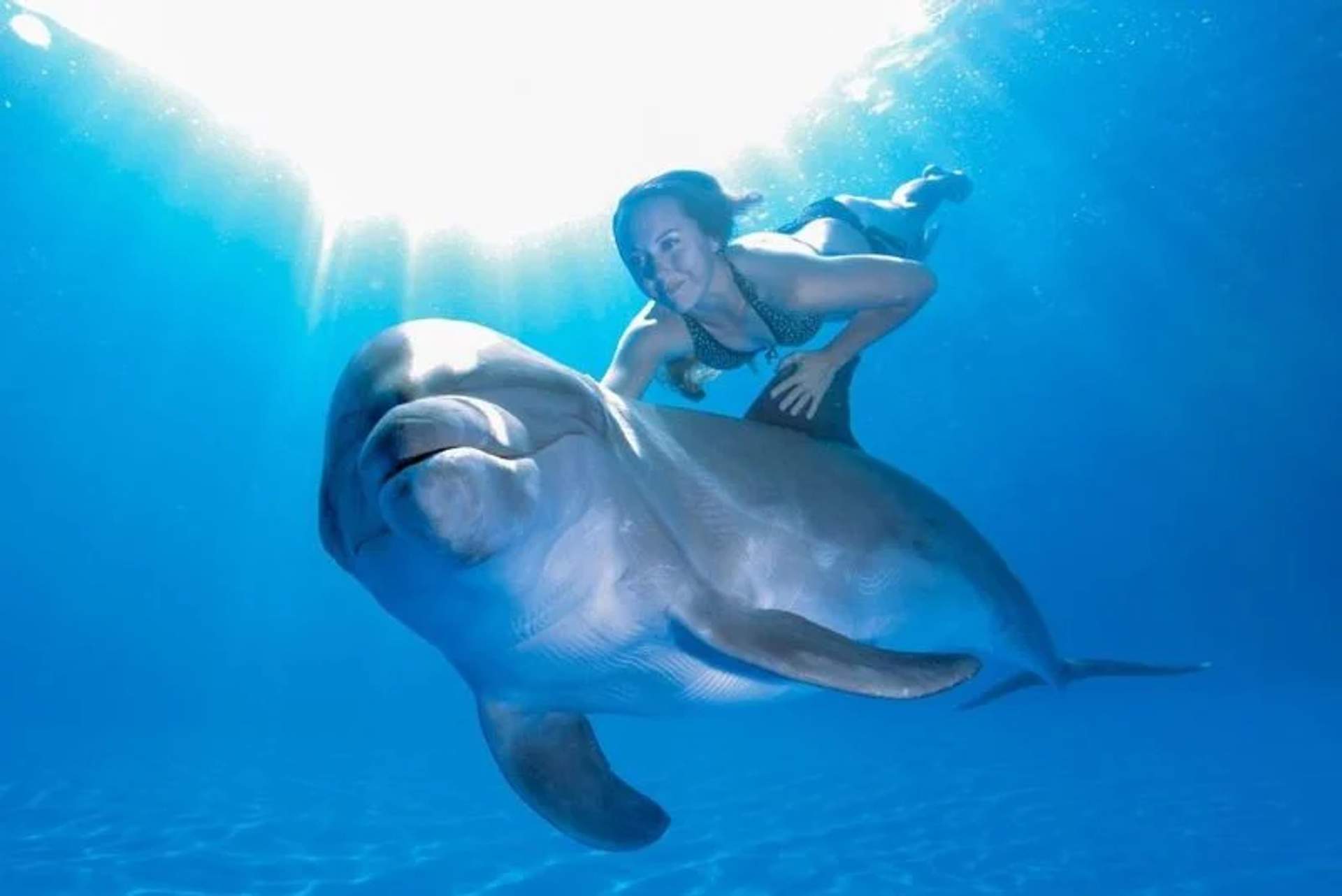 A woman swims underwater alongside a dolphin, both illuminated by sunlight filtering through the water. The woman holds onto the dolphin gently, appearing serene and in harmony with the marine creature.
