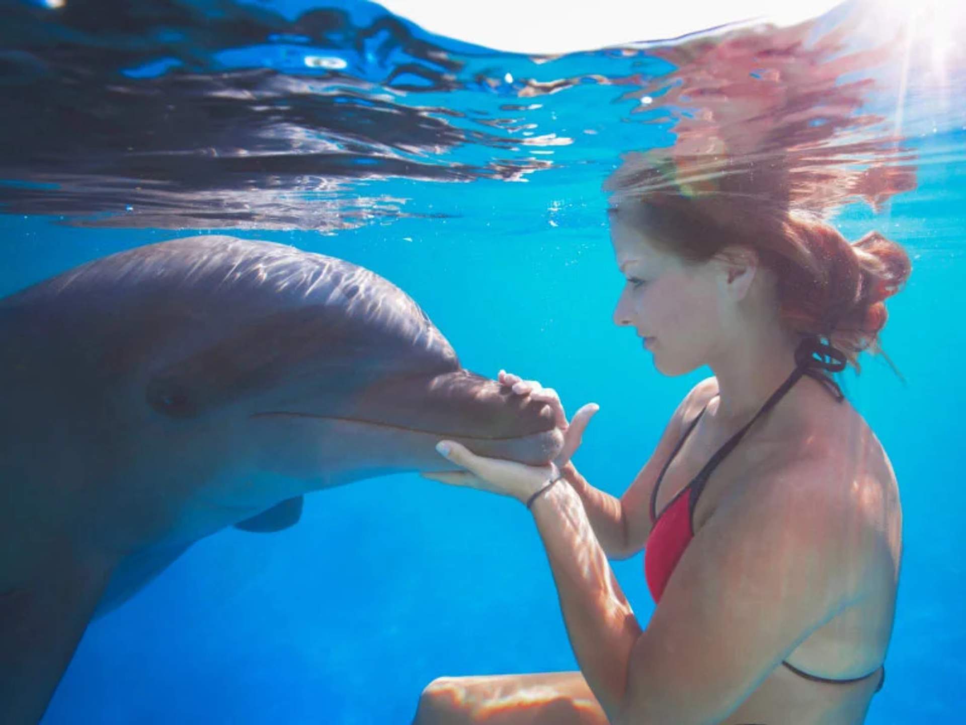 A woman in a red bikini swims underwater, gently holding the snout of a bottlenose dolphin. The interaction is tender and calm, with the dolphin appearing to enjoy the close contact. The clear blue water creates a serene atmosphere, highlighting the bond between the woman and the dolphin.