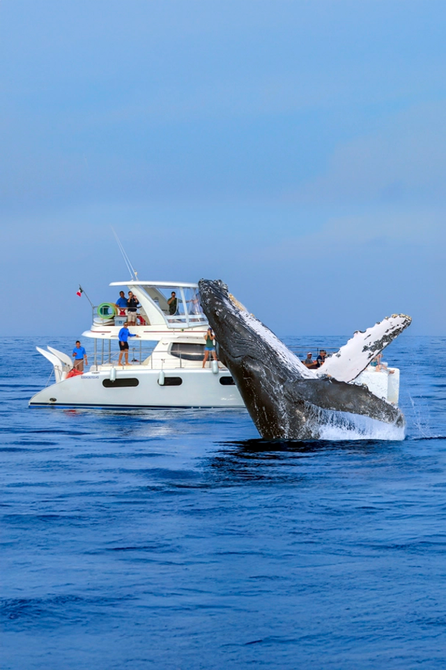 A humpback whale breaching next to a luxury boat with excited spectators observing the majestic creature.