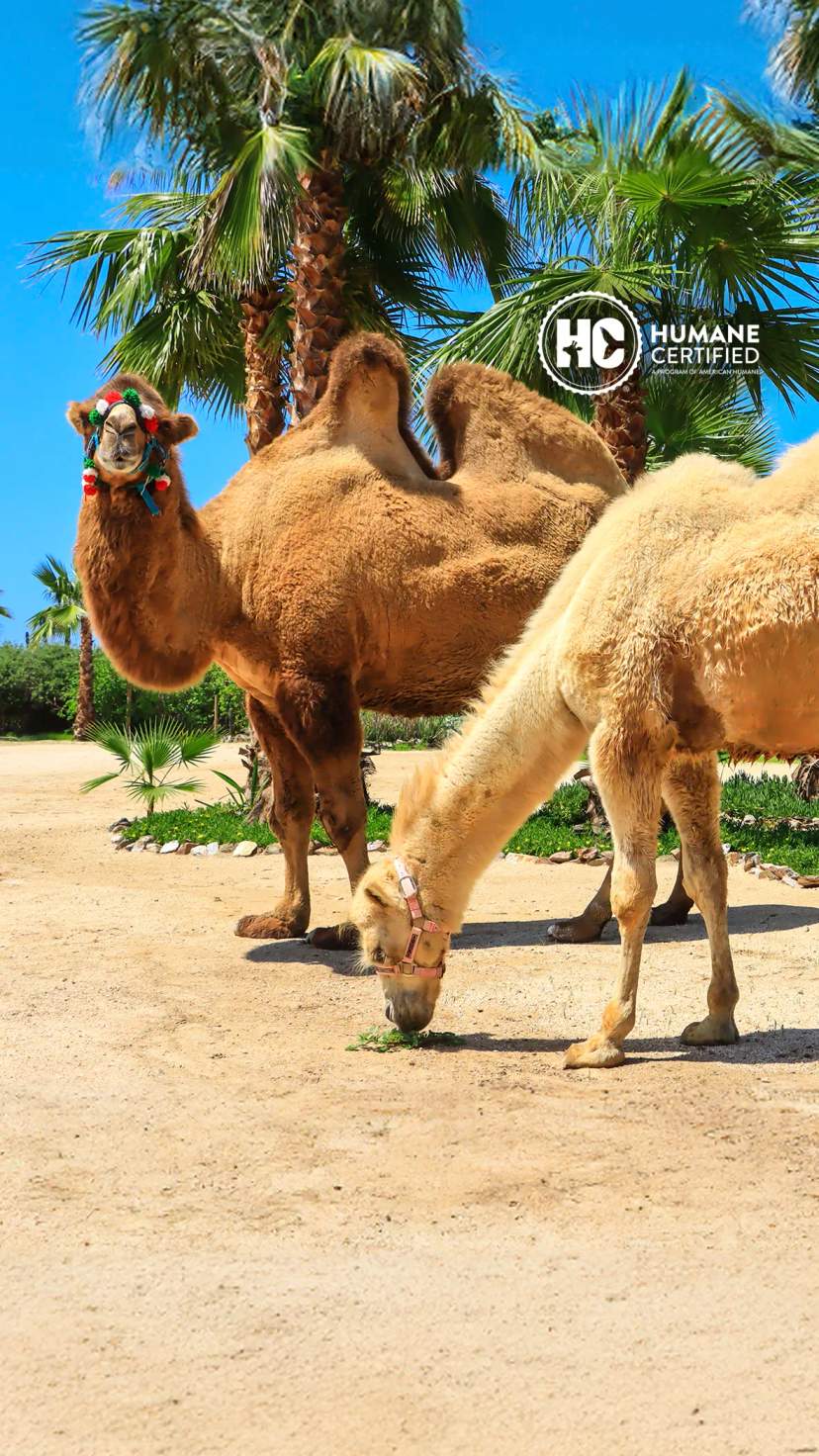 Enjoy unique camel rides in Los Cabos, exploring scenic desert landscapes and palm groves.