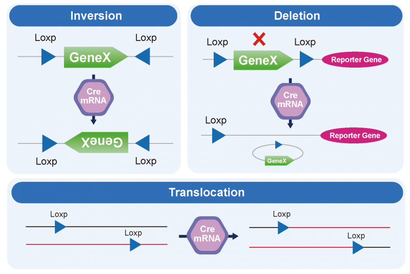 Cre mRNA