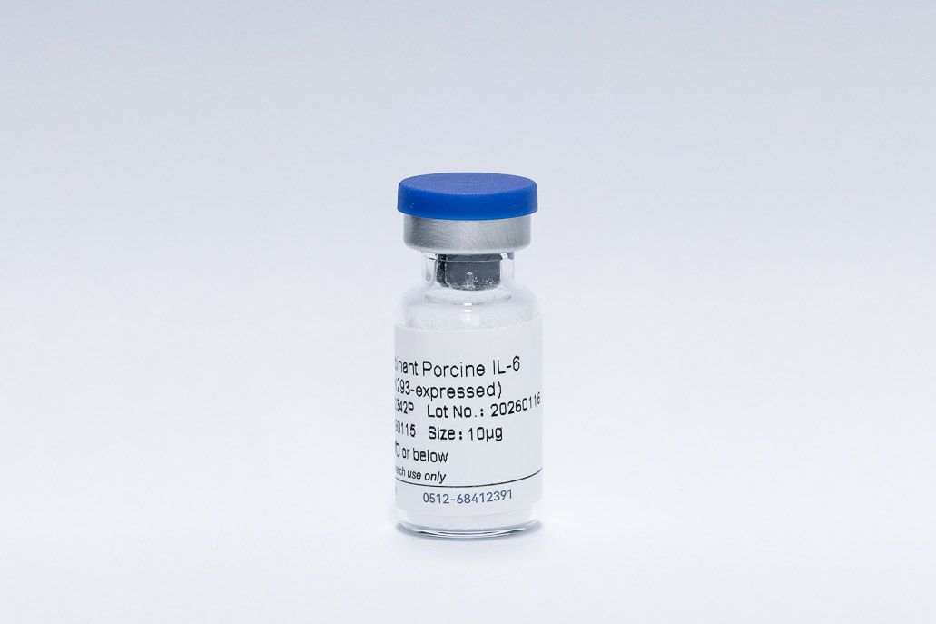 Porcine IL-6 Recombinant Protein, Tag Free