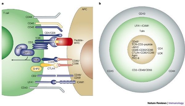 ｃｄ2 Unveiling CD2: An Insight into Cellular Adhesion and Immune