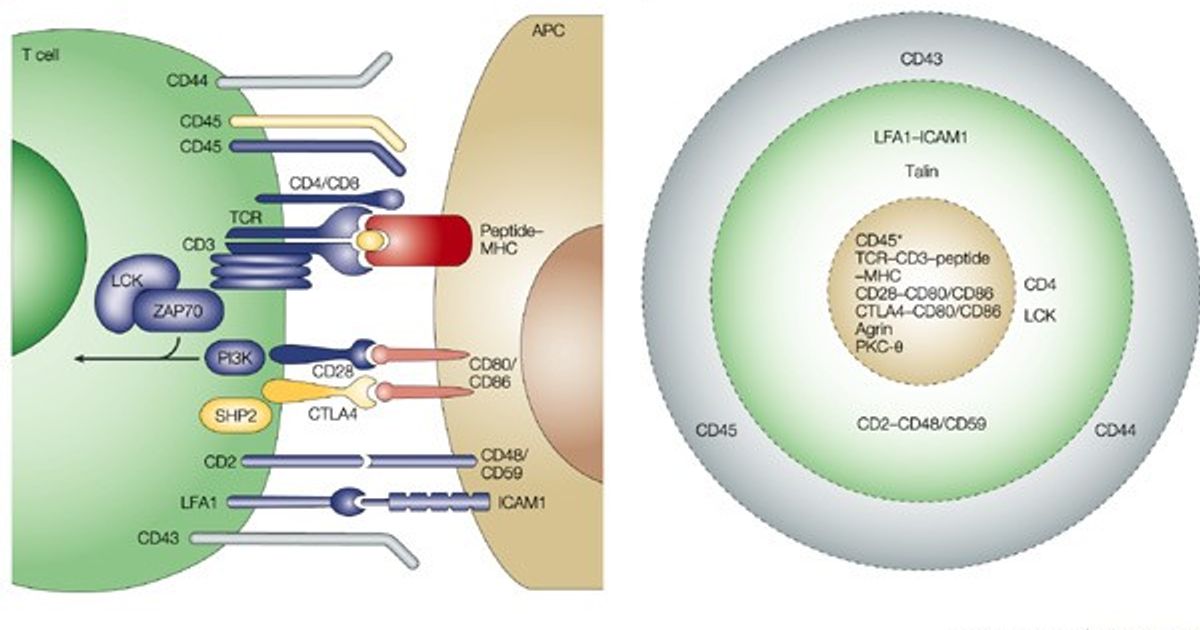 Unveiling CD2: An Insight into Cellular Adhesion and Immune 