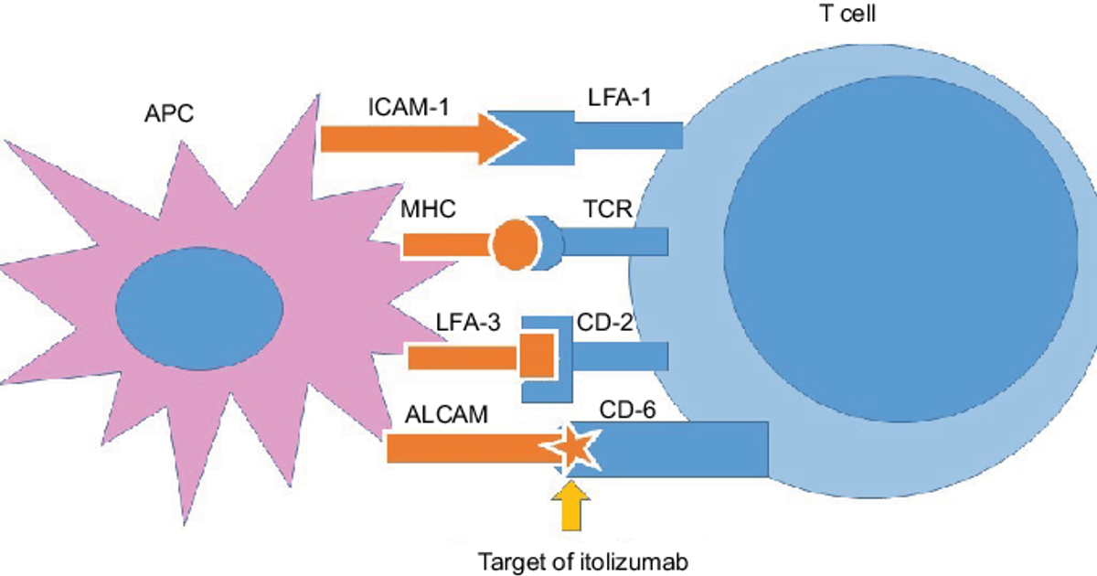Unveiling the Role of CD6 in Immune Function | XL Biotec