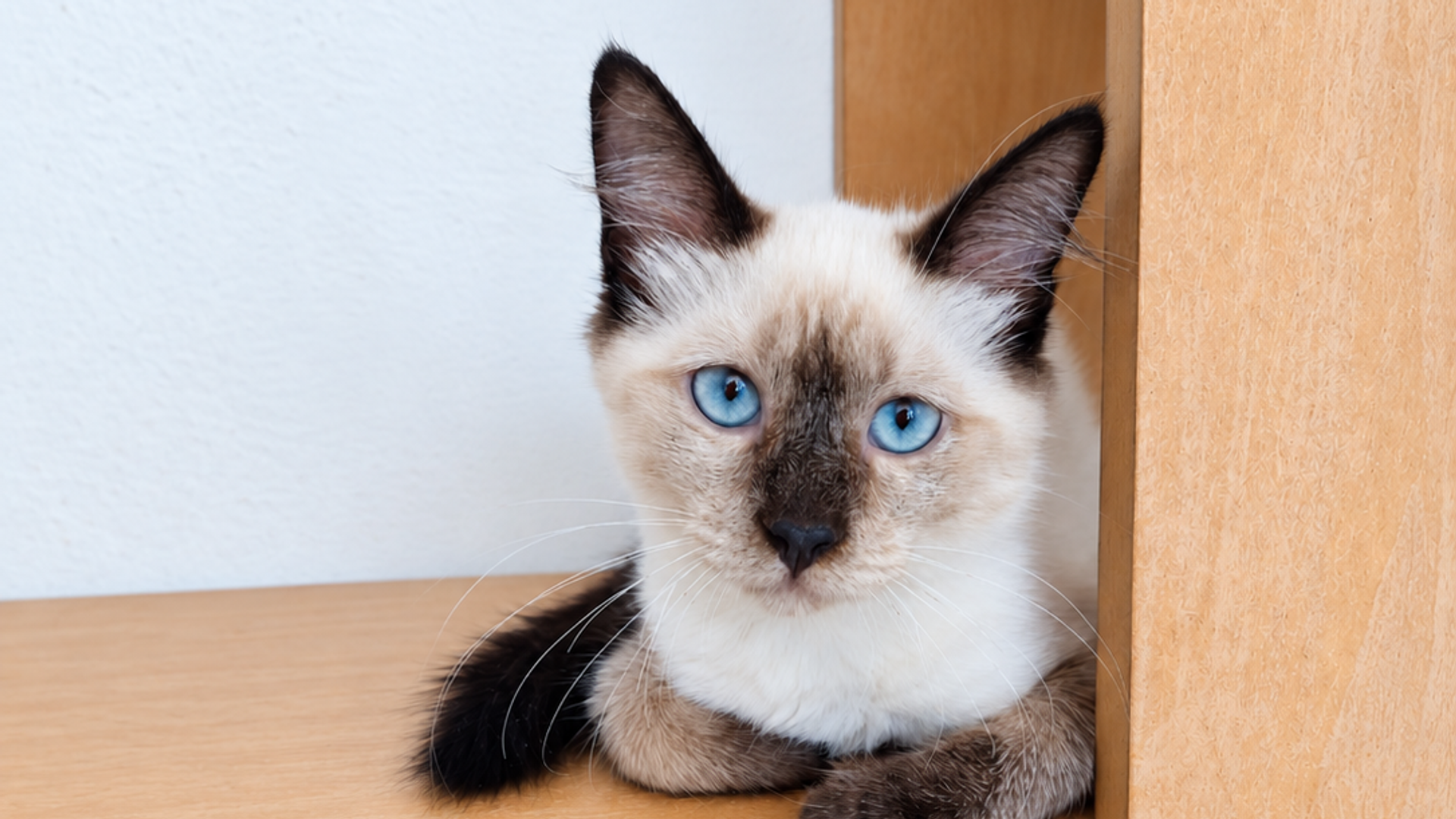 Voluntária com gato resgatado pela ONG Enquanto Houver Chance