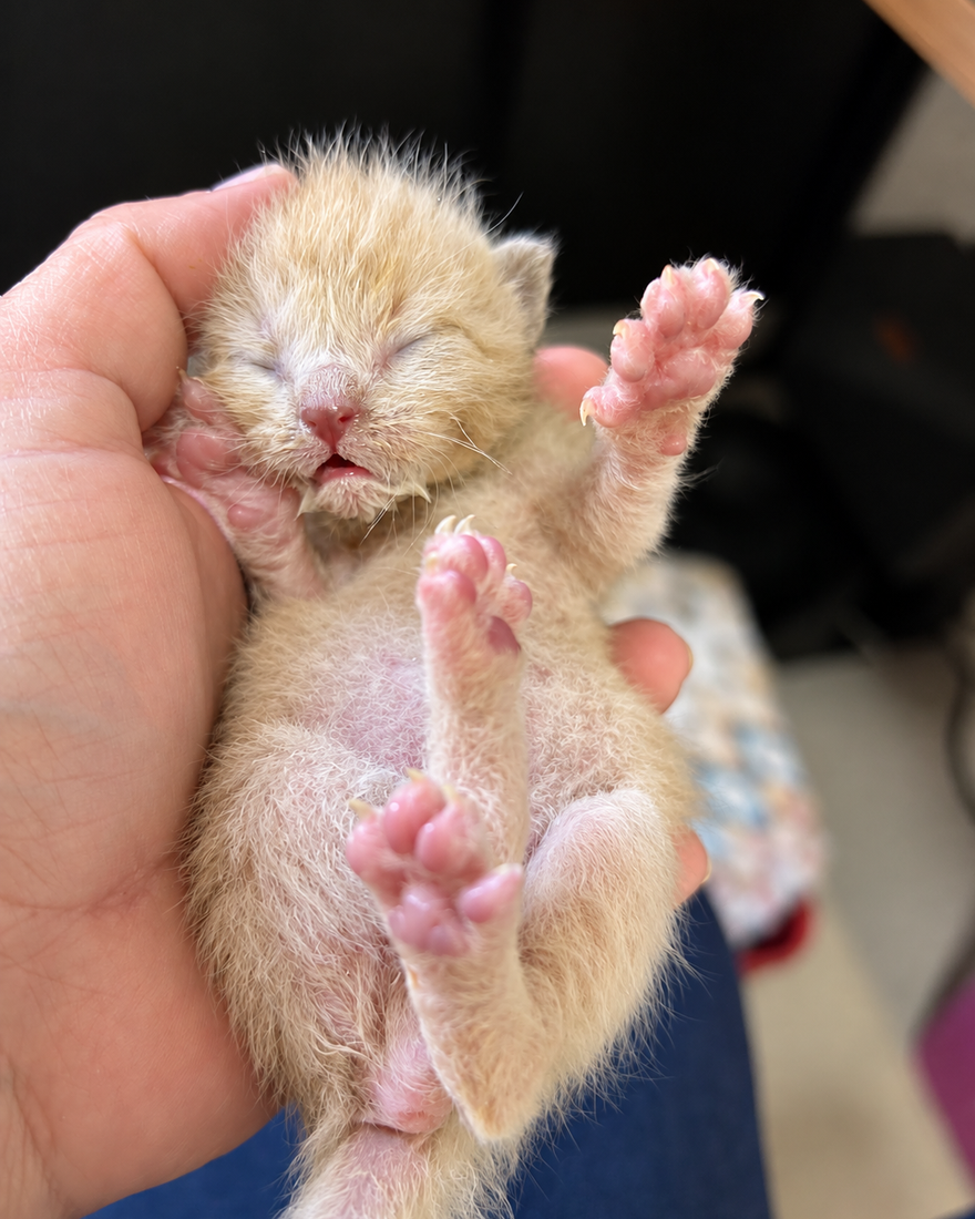 Voluntário cuidando de um gato resgatado
