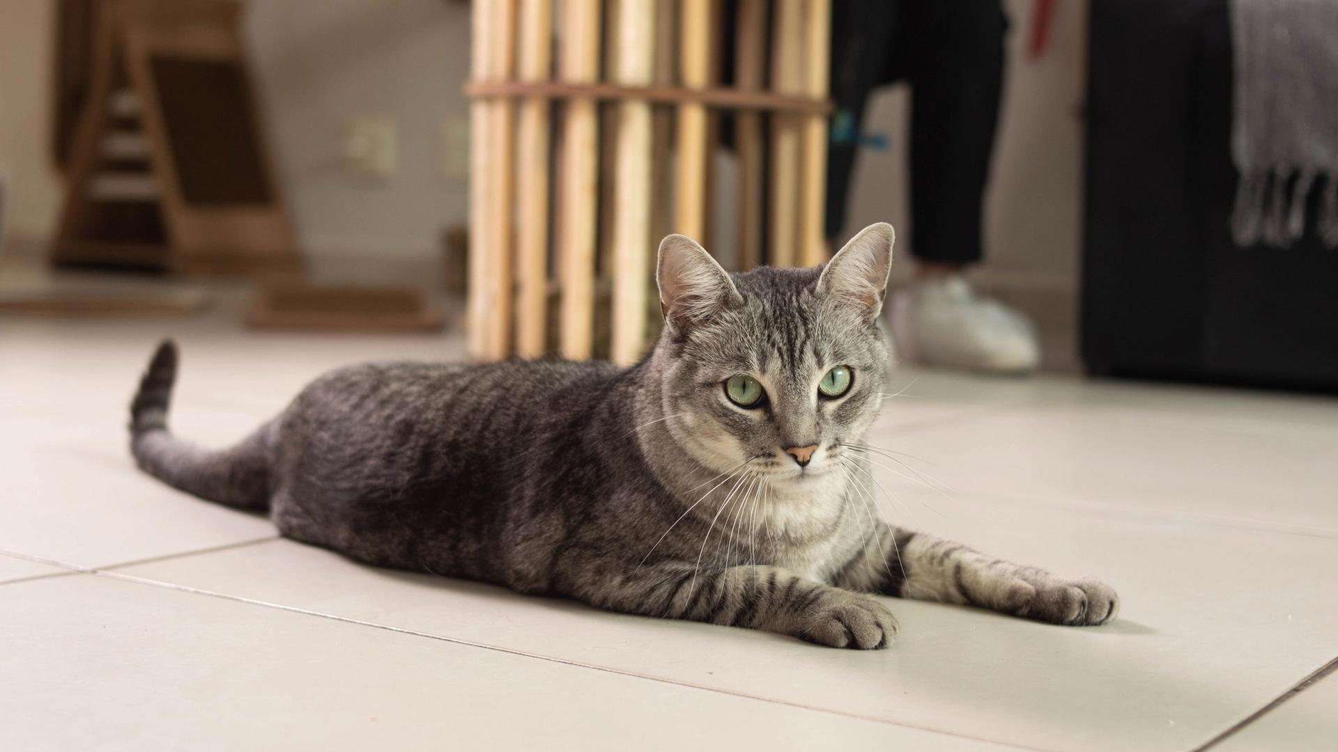 Gato resgatado pela ONG Enquanto Houver Chance