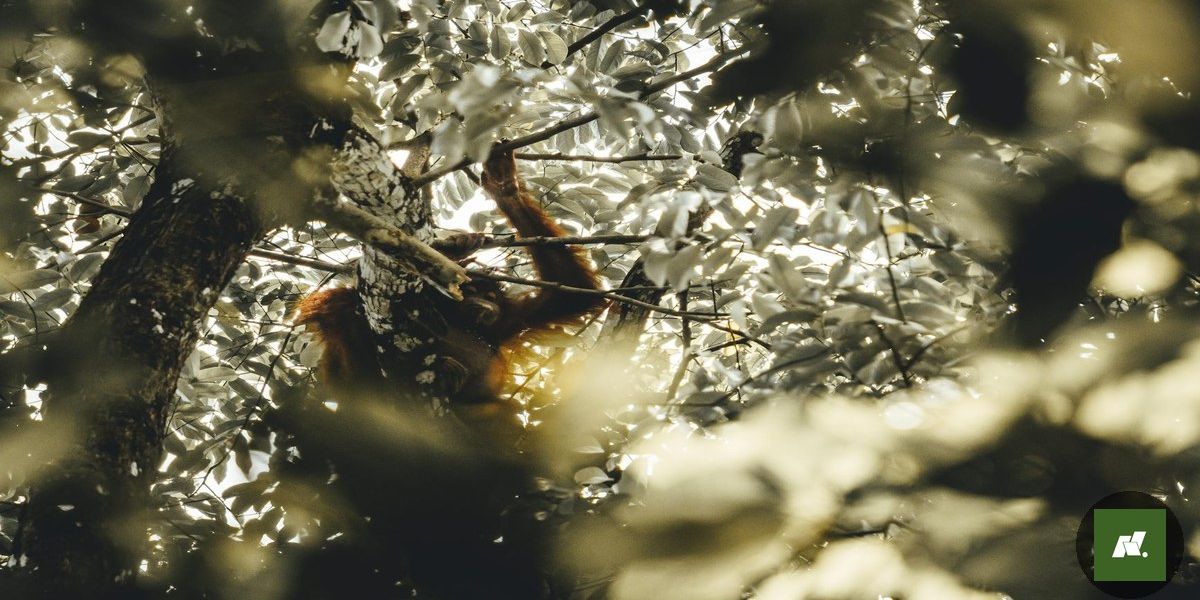 Paysandu Enfrenta Nacional-AM na Copa Norte com Estratégia de Preservação