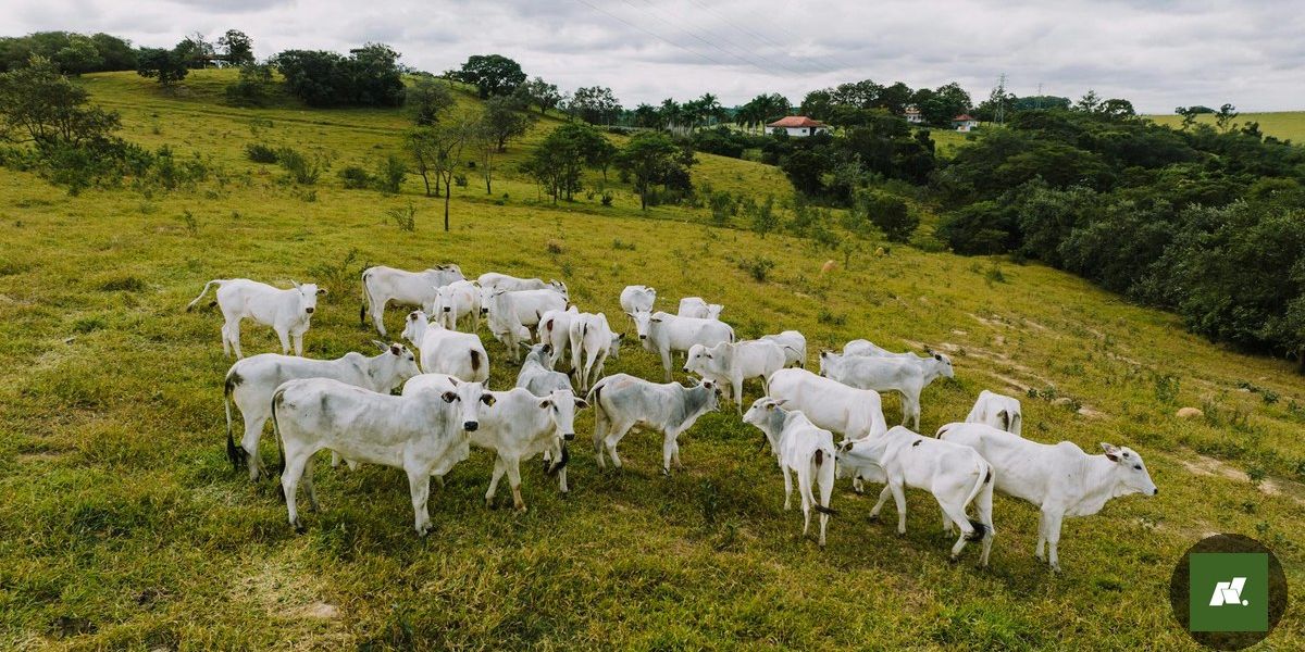 Internet no Interior: Vendedora de Salgados Revoluciona Comercial no Oeste do Pará