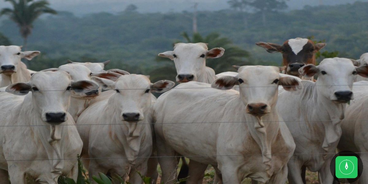 COP15 planta legado verde e amplia proteção de espécies amazônicas no mundo