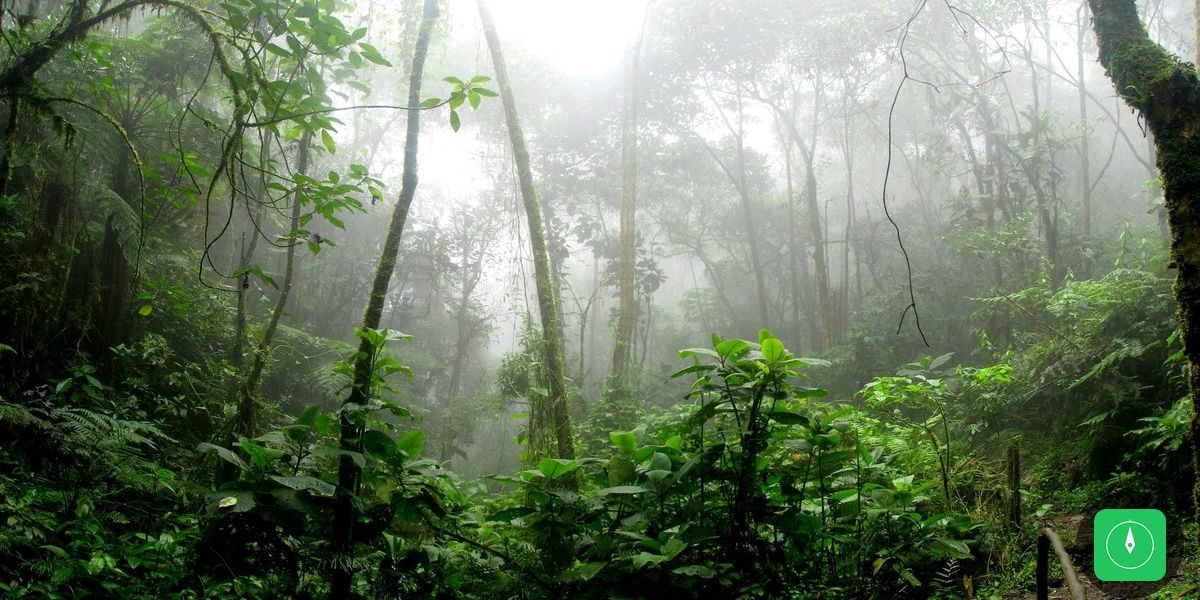 Esgoto invade área de preservação do Xingu e ameaça igarapé em Altamira