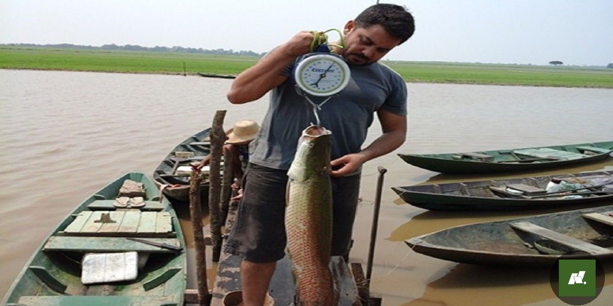 Metais Tóxicos Encontrados em Peixes da Região do Baixo Amazonas