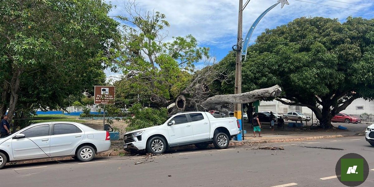 Árvore cai na Av. Tapajós e causa transtornos em Santarém