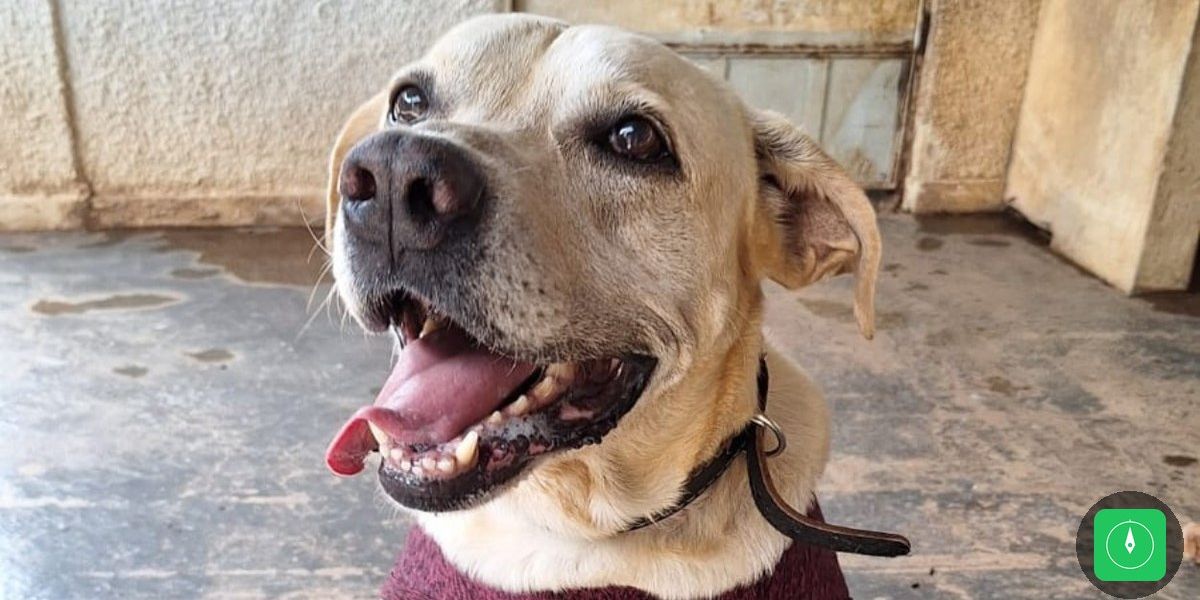 Belém oferece vacinação, microchipagem e adoção gratuita de pets neste domingo