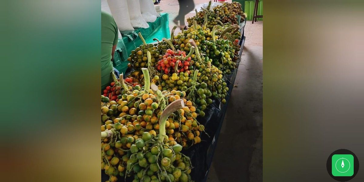 Safra abundante de pupunha aquece mercados e feiras de Santarém em 2025