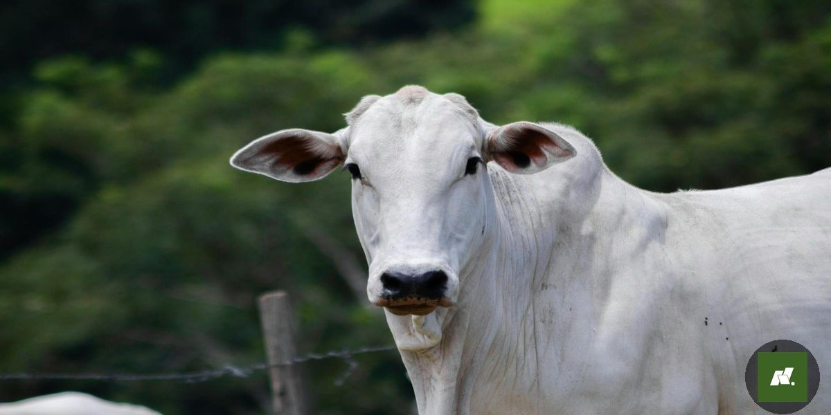 Delegado Jardel Guimarães Assume Comando da Polícia Civil no Baixo Amazonas