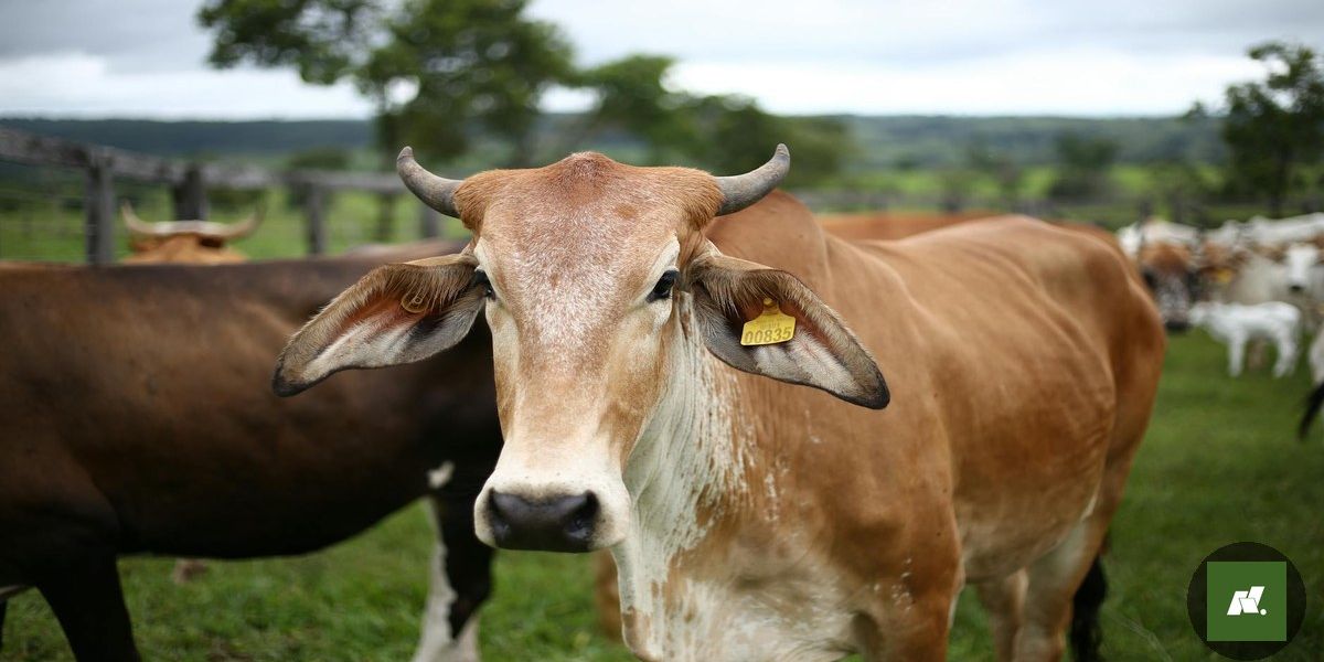 Desmatamento na Amazônia: Marina Silva Deixa Legado na Região Norte