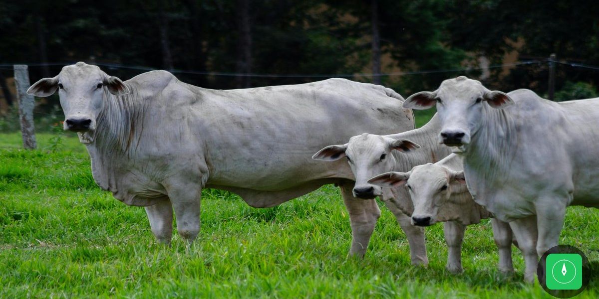 Operação desmantela quadrilha do 'falso advogado' que enganava vítimas no Pará