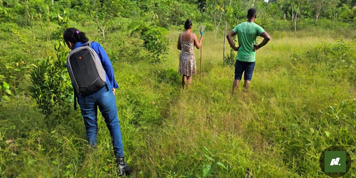 Quilombos do Pará Consolidam Produção Sustentável de Alimentos