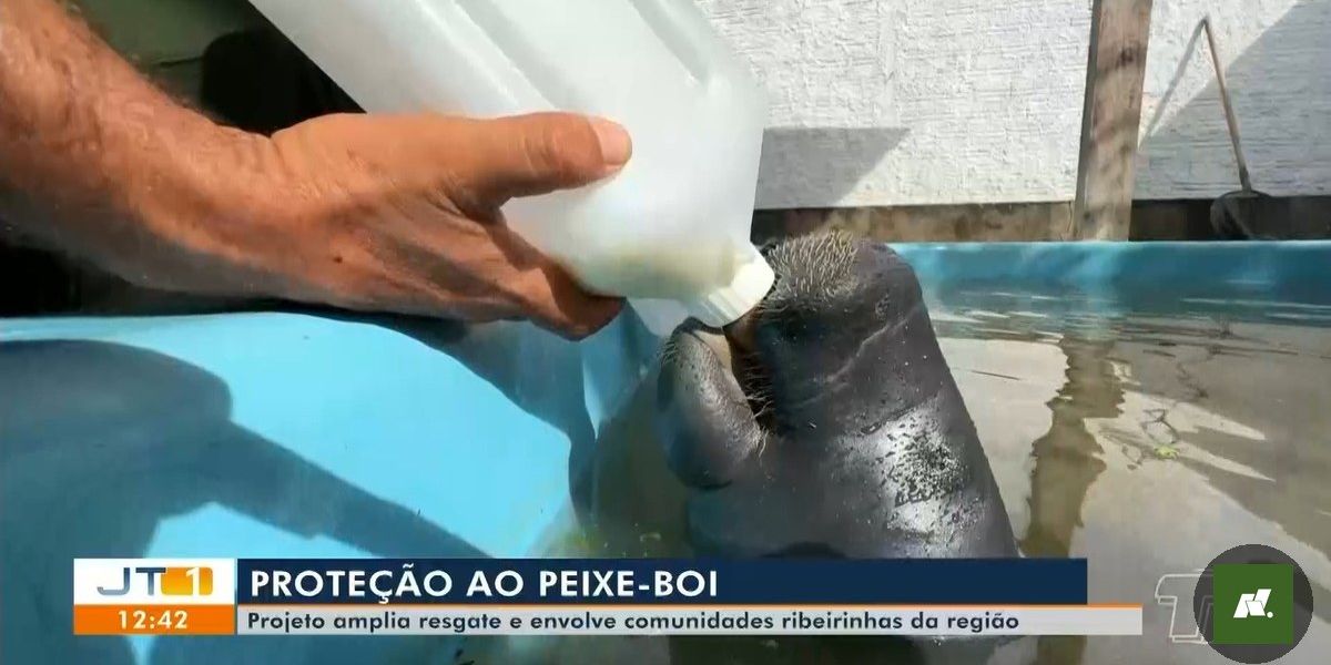 Proteção ao Peixe-Boi da Amazônia: Esforços Redobrados no Oeste do Pará