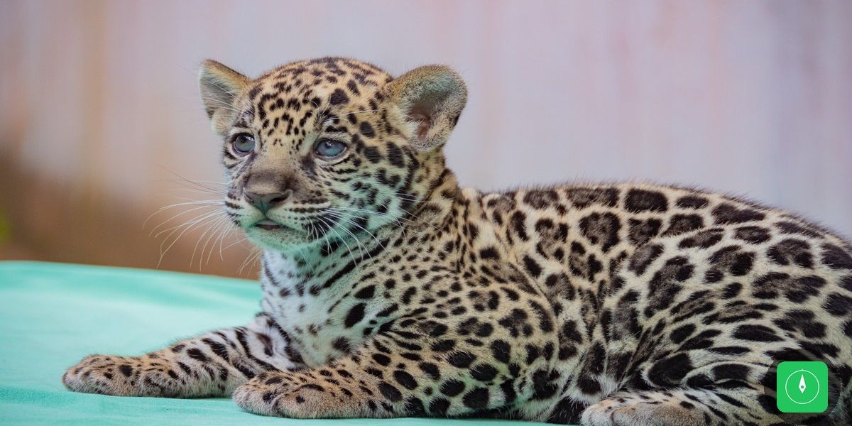 Filhote de onça-pintada nasce no Pará e público escolhe o nome do predador