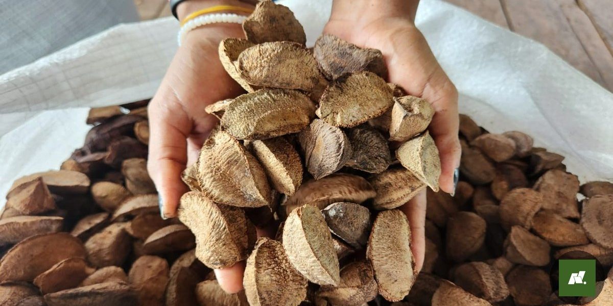 Preços da castanha-do-pará despencam no Baixo Amazonas