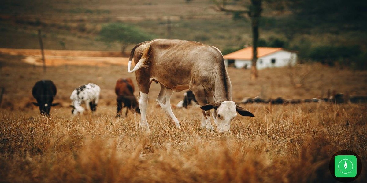 Cuidados paliativos: alívio negado a milhares de pacientes no Norte do Brasil