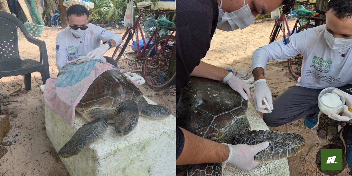 Tartaruga-verde resgatada em praia do Pará: esperança para a conservação