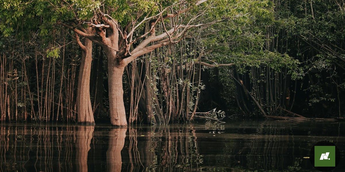 Paysandu e Nacional: Duelo Histórico na Amazônia