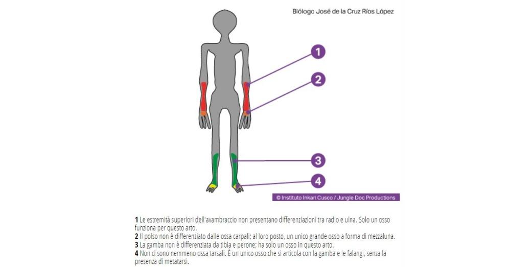 Strutture anatomiche