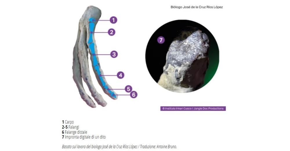 La mano di Jamin Palpanensis