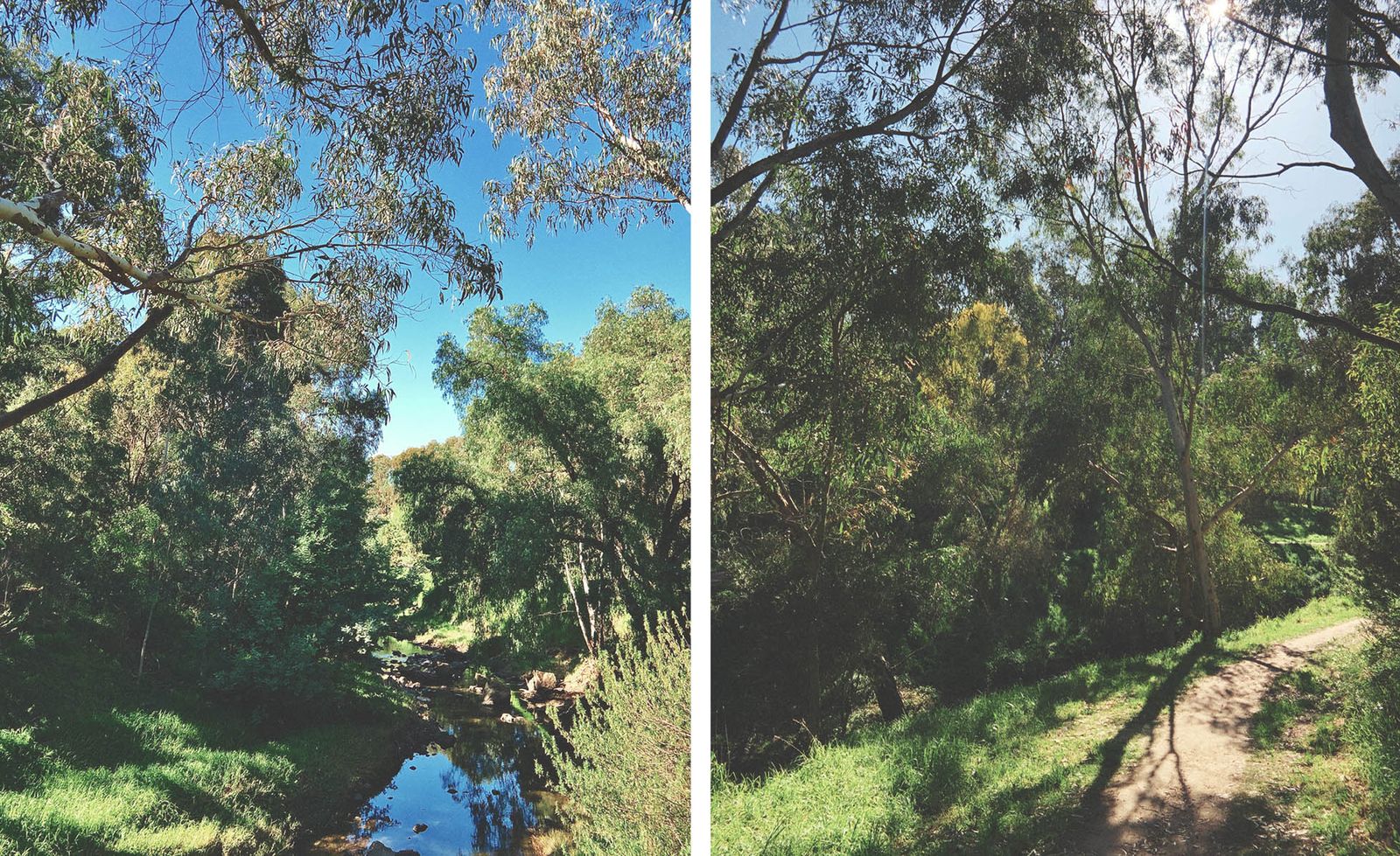 Two scenes along Merri Creek in Melbourne: on the left, a rocky creek bed winding through a dense corridor of eucalyptus and native scrub reflected in the still water beneath a vivid blue sky; on the right, a dappled dirt path curving through towering silver-barked gums casting long shadows across lush green grass in warm morning light, together evoking the wild and restorative character of this much-loved urban bushland trail.