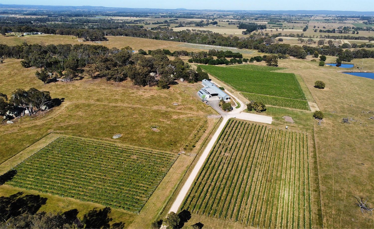 An aerial view of Kyneton Ridge Estate in regional Victoria, neat rows of vivid green vines stretching across multiple vineyard blocks either side of a pale gravel driveway leading to a corrugated iron winery building, the estate set within a vast golden pastoral landscape of open paddocks, stands of native eucalyptus, a blue dam glinting in the distance and rolling hills dissolving to the horizon beneath a clear blue sky, capturing the serene and expansive character of this Macedon Ranges wine estate.