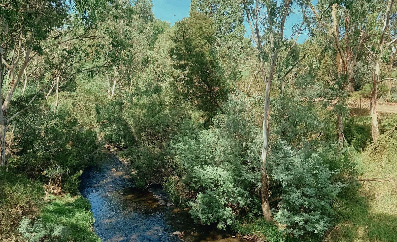 Merri Creek winding through a lush riparian corridor of silver-barked eucalyptus, dense native understorey and vivid green grasses, the shallow rocky creek bed catching the light beneath a canopy of gum trees against a bright blue summer sky, evoking the serene and restorative character of one of Melbourne's most beloved urban nature escapes.