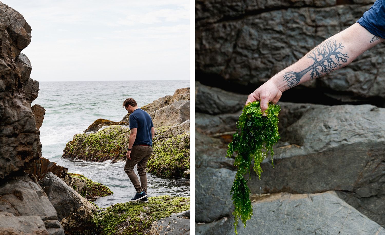 Two scenes of Pipit chef Ben Devlin foraging along a rugged coastal rock shelf: on the left, Ben picking his way carefully across moss-covered dark rocks at the water's edge beneath an overcast sky, the grey-green ocean stretching to the horizon behind him; on the right, a close-up of his tattooed forearm — bearing an intricate botanical tree design — holding a dripping handful of vivid emerald sea lettuce freshly gathered from the rocks, capturing the deep connection to place and ingredient that defines his cooking philosophy at Pipit.