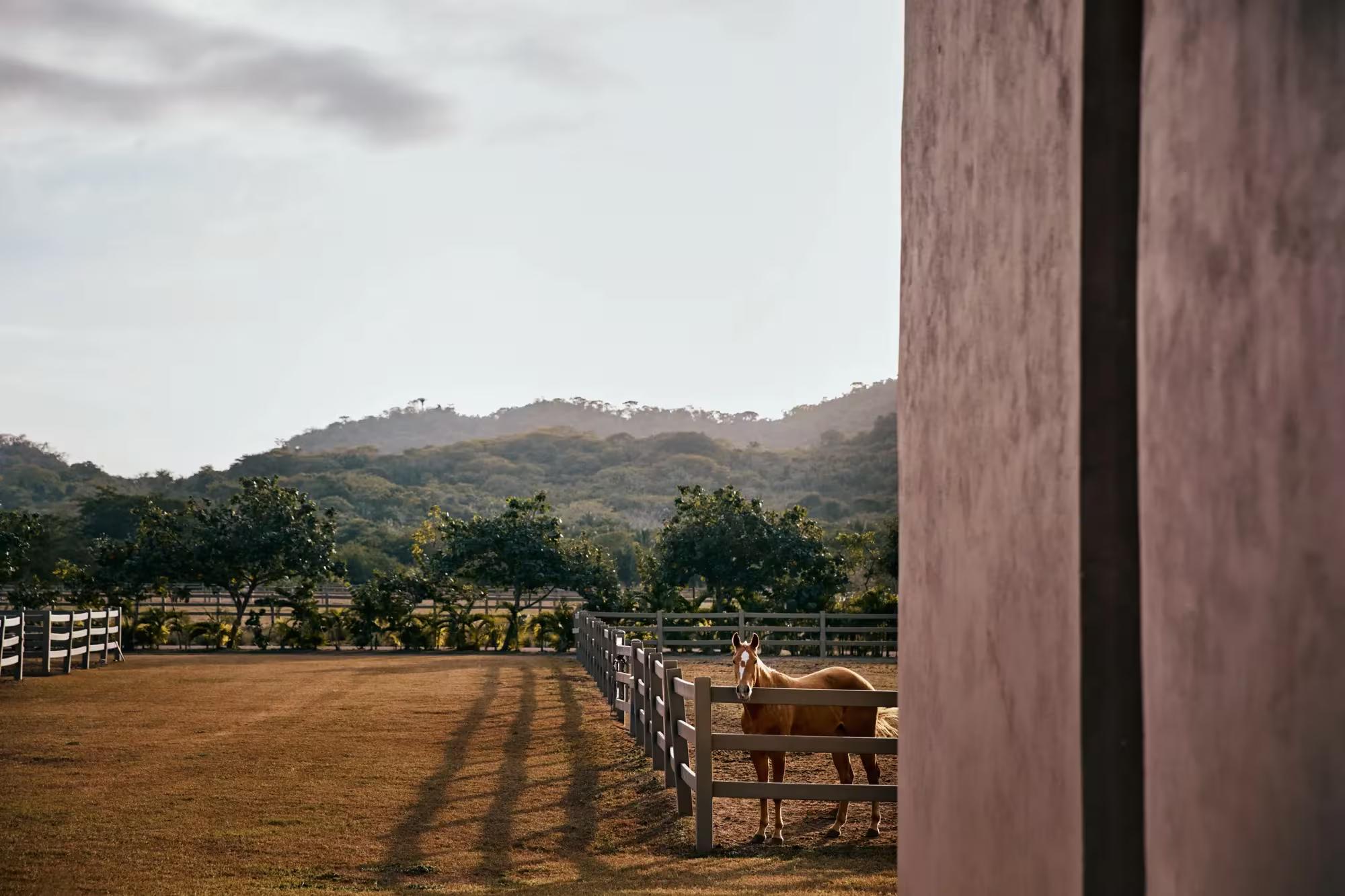 Rosewood Mandarina Horse