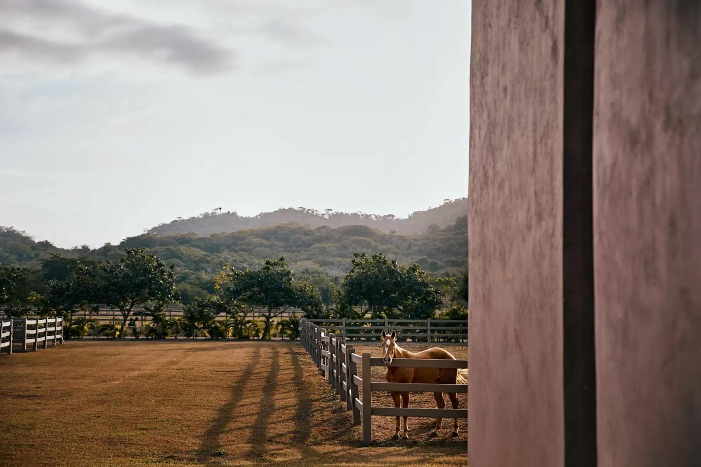 Rosewood Mandarina Horse