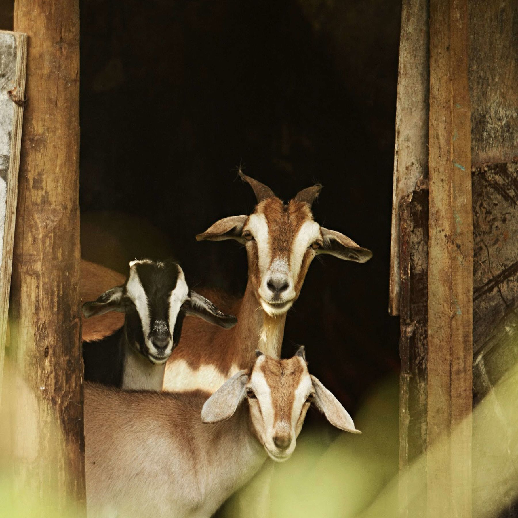Como Laucala Farm Goats
