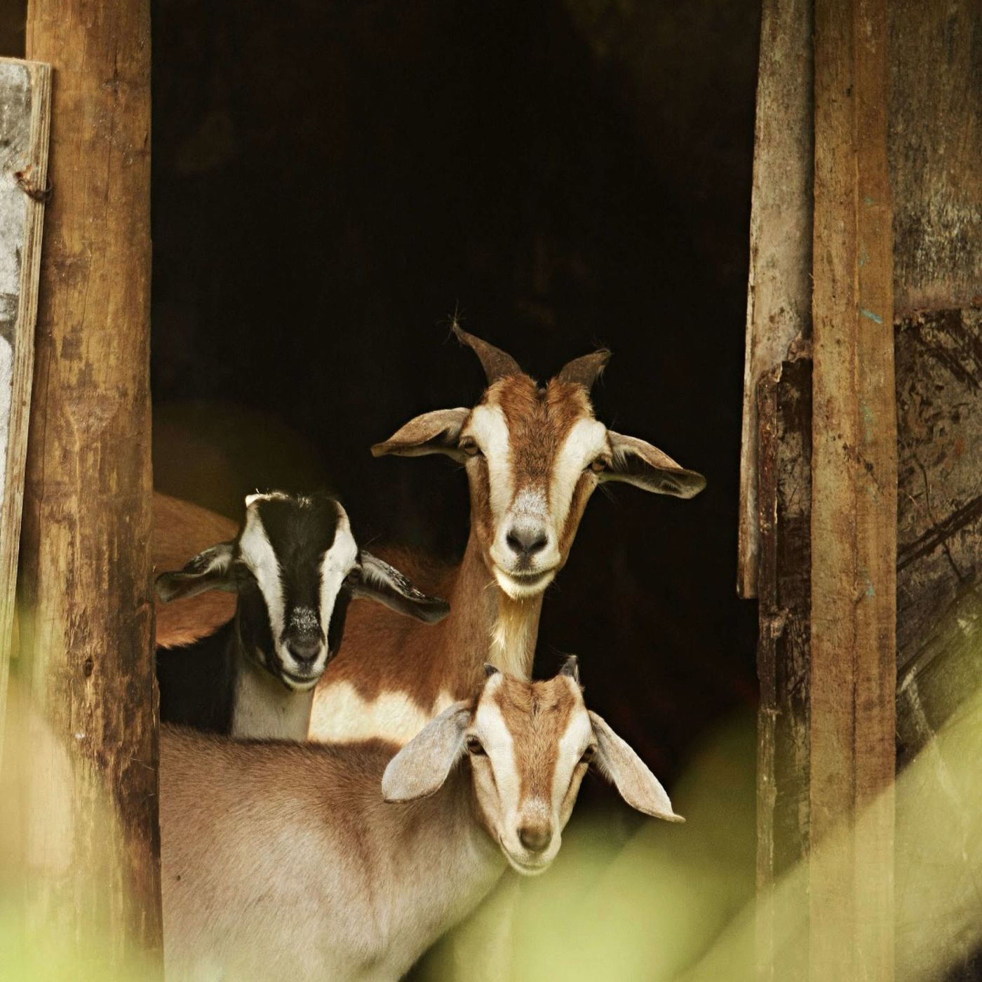 Como Laucala Farm Goats