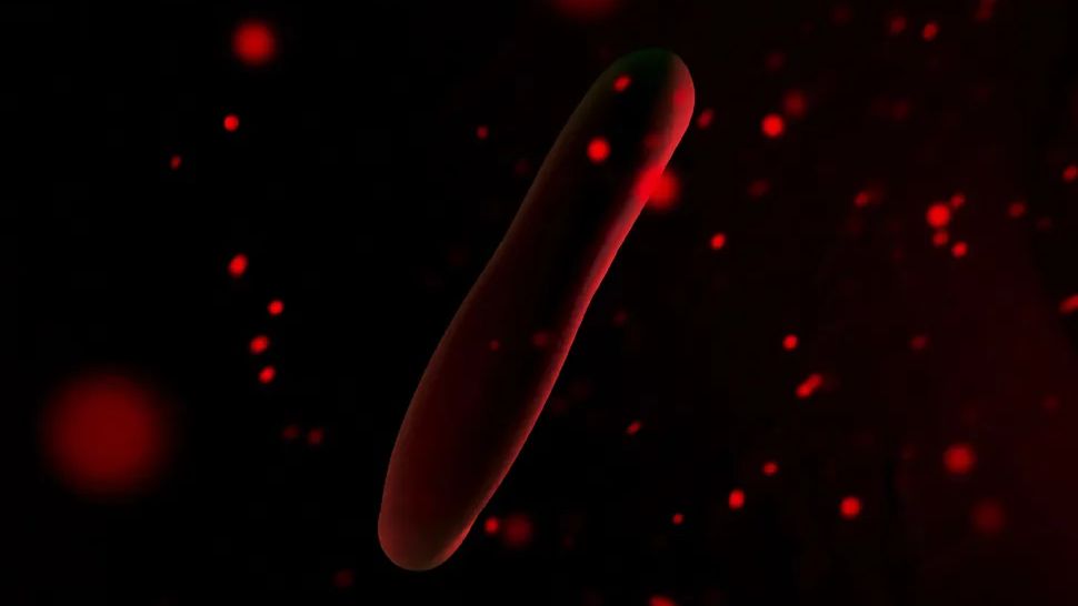 Red Blood Cells Scientific Test