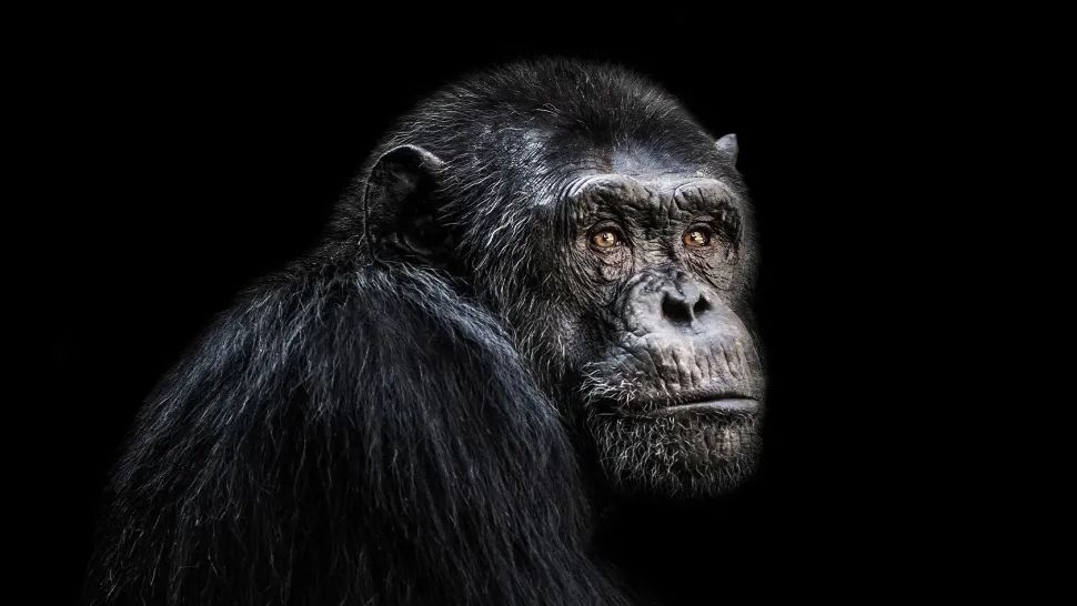 Ape On Black Background Resembling Evolutionary Change to DNA