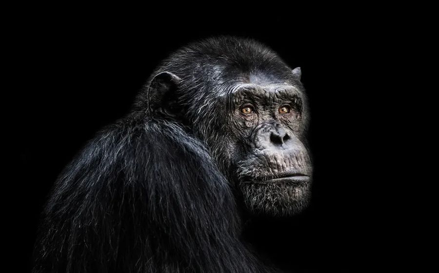 Ape On Black Background Resembling Evolutionary Change to DNA