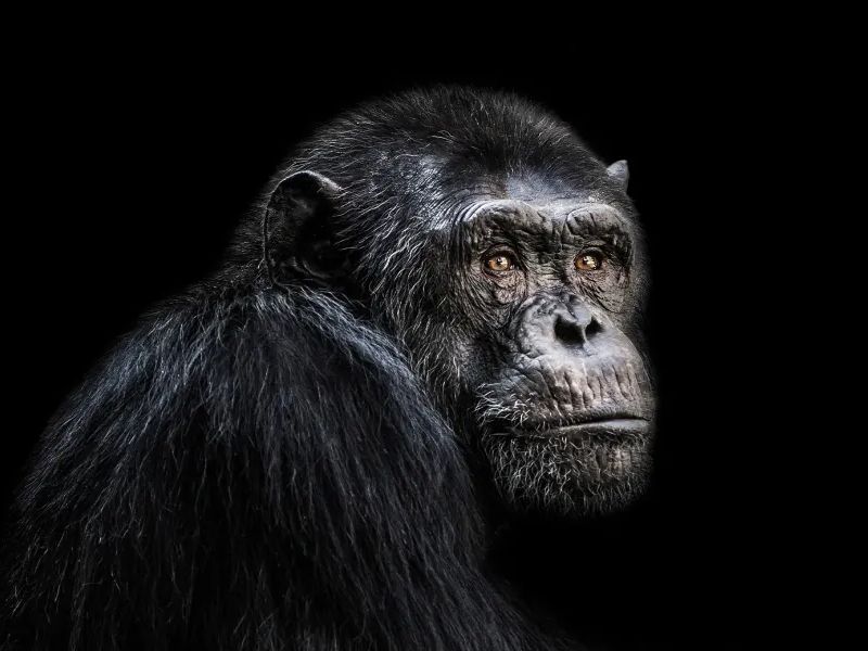 Ape On Black Background Resembling Evolutionary Change to DNA