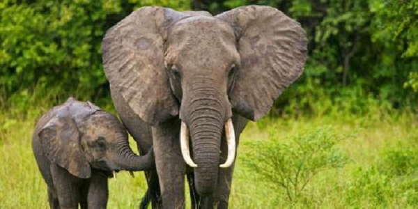 Jumlah Gajah Sumatera Mulai Menipis, Taman Nasional Way Kambas Mulai Program Breeding Untuk Jaga Populasi