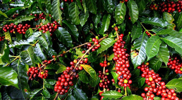 Harga Kopi Robusta Melunjak Tinggi Akibat Banjir Sumatera, Hingga Kini Masih Belum Kembali Normal