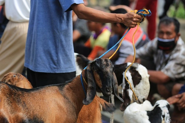 Mendekati Hari Raya Idul Adha, Ini Tips Olah Daging Kurban Yang Sehat
