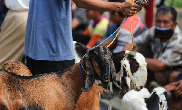 Mendekati Hari Raya Idul Adha, Ini Tips Olah Daging Kurban Yang Sehat